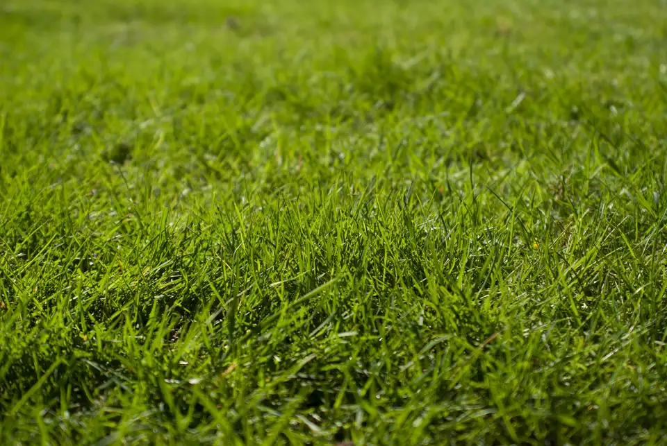 Close-up of a green lawn